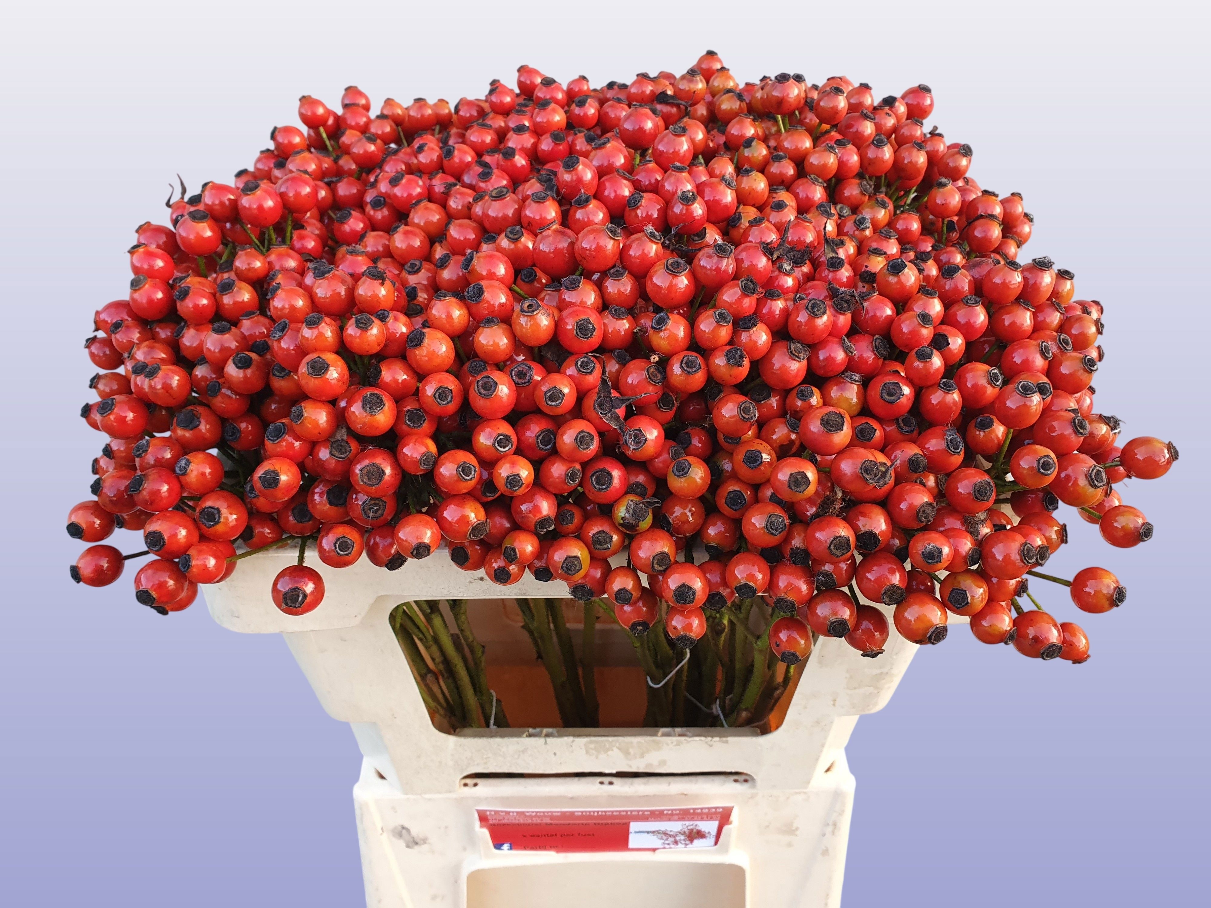 Рузботель Коник Хипхоп 50, шт. Рузботель Коник Хипхоп 50, шт.