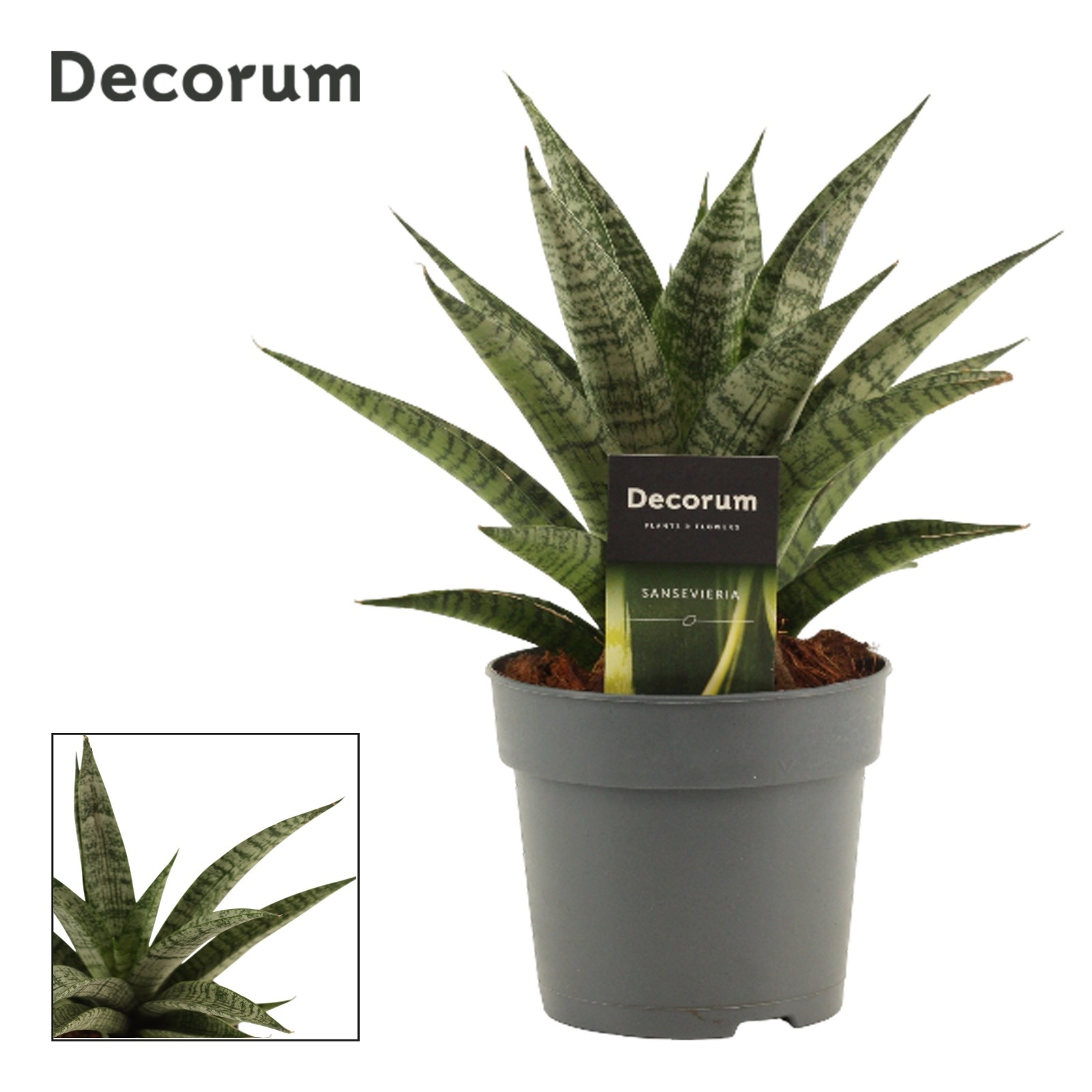Sansevieria Pattaya Crown 12 cm (Decorum), D 12
