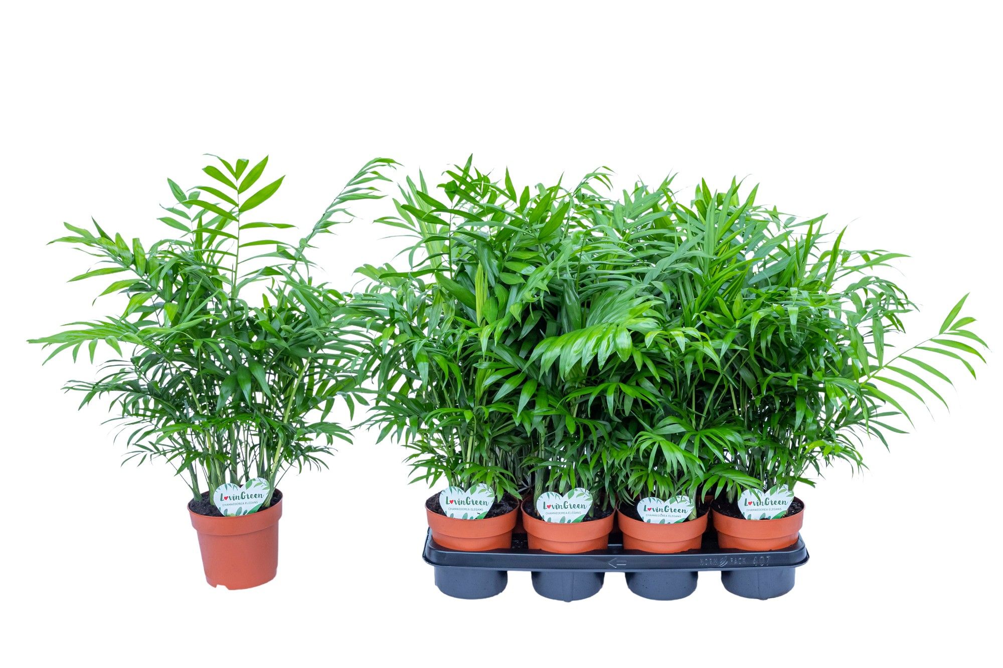 Chamaedorea Elegans, D 14