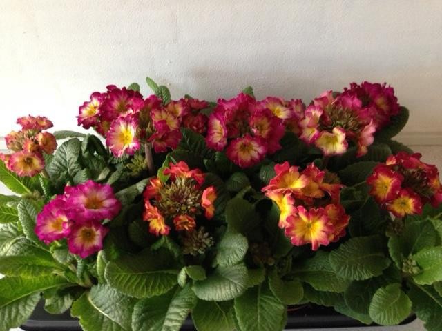 PRIMULA VERIS 'CANDY', D 11