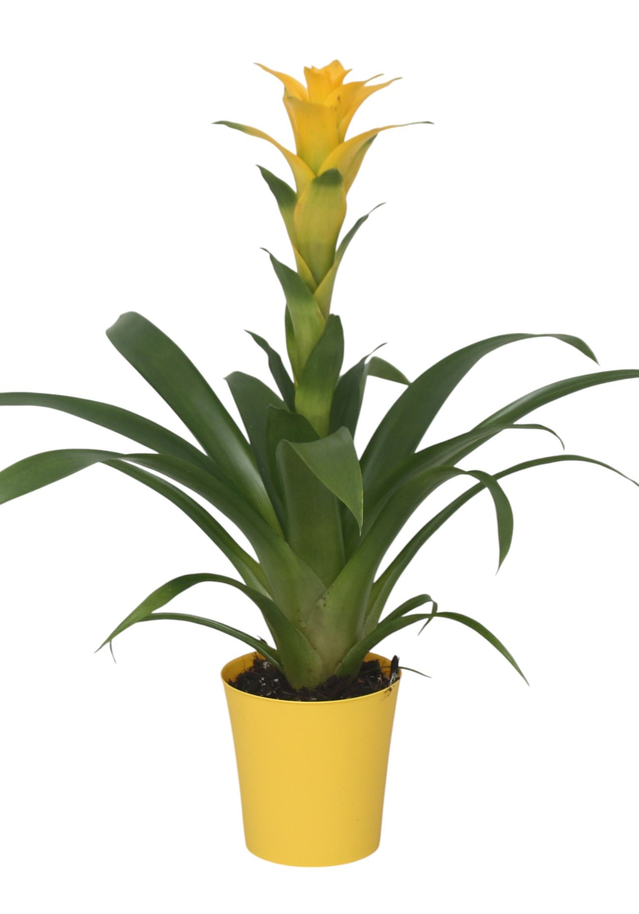 Guzmania Desire in gele kunststof pot, D 10