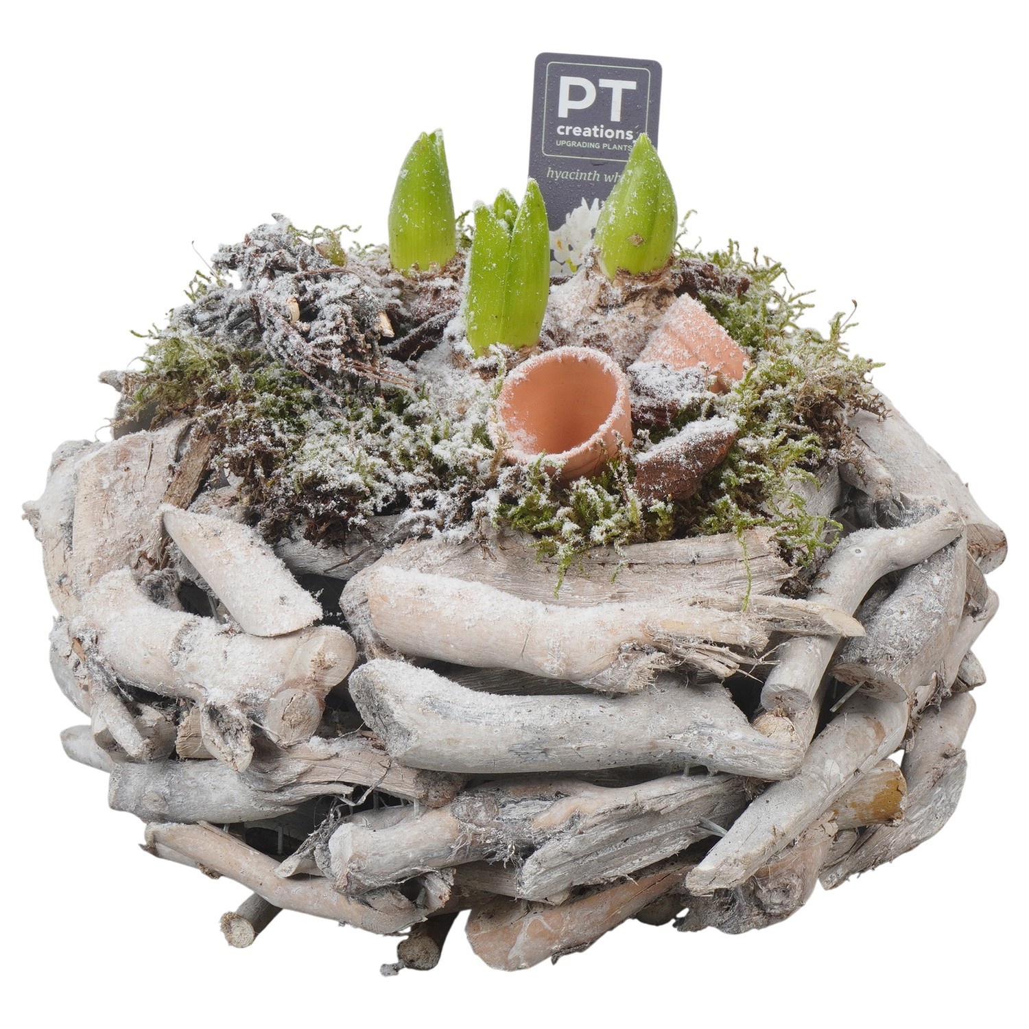 PTWH4050 Arrangement Winter Hyacint in houten bak, D 25