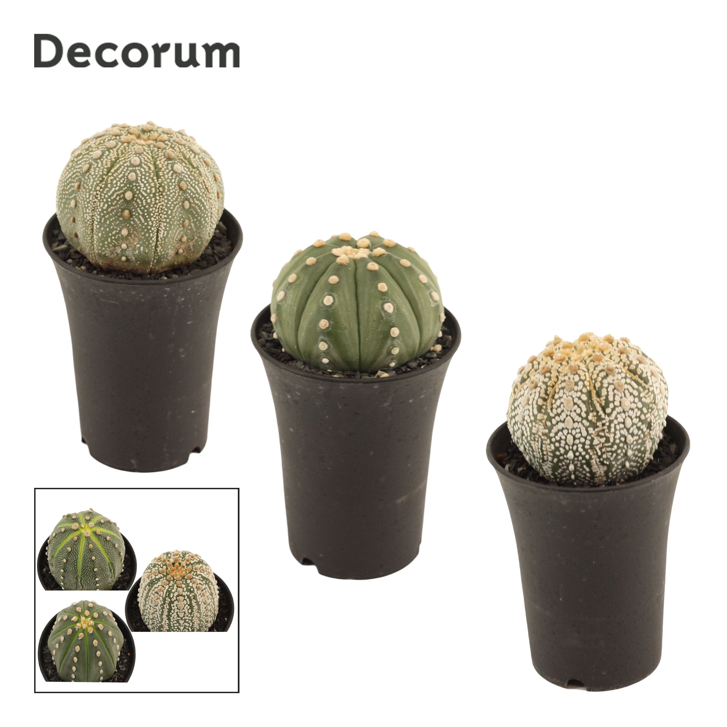 Astrophytum Asterias 11 cm Single (Decorum), D 11