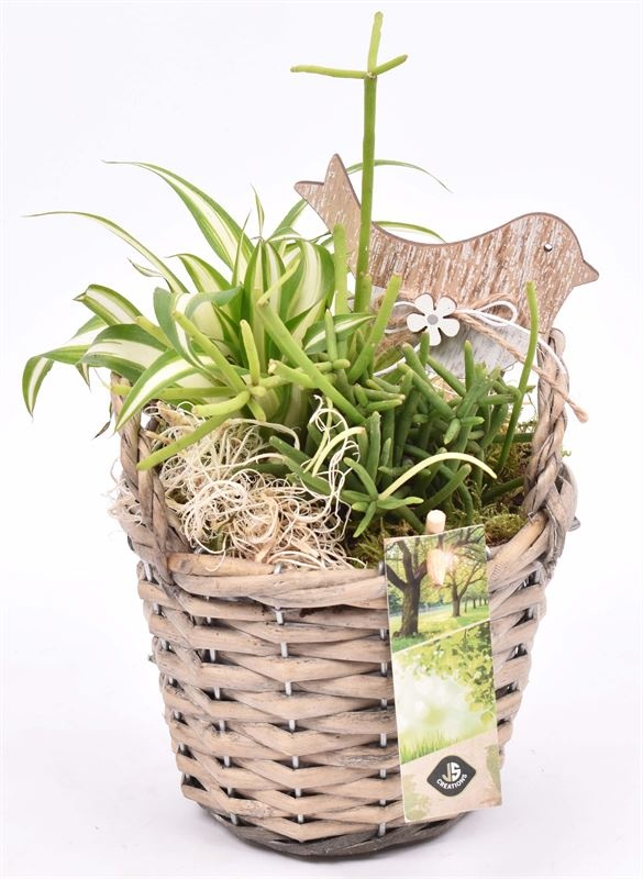 Wilg mand grijs met oor 14cm, D 14