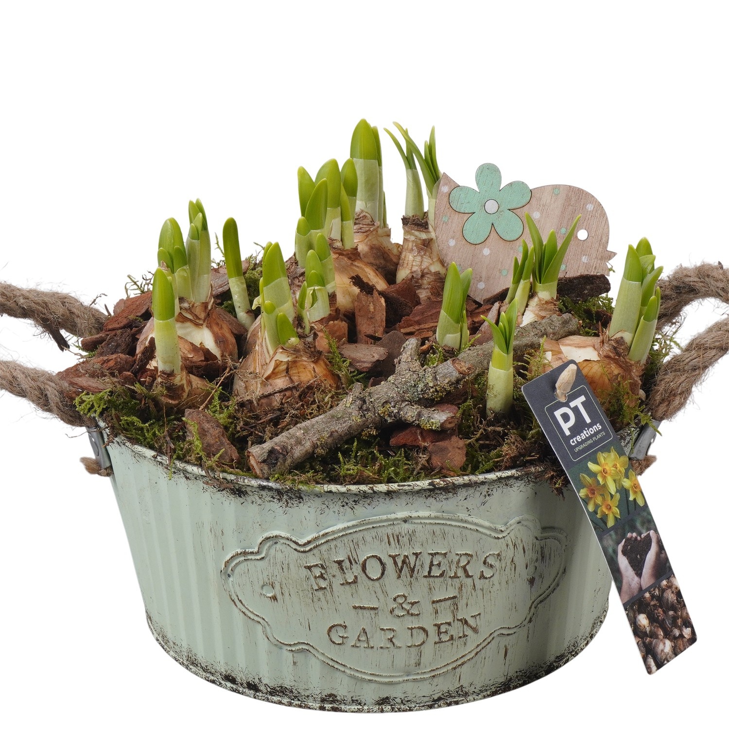 PTN8583 Arrangement Narcissus in zink pot, D 22