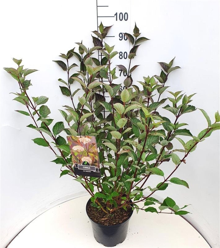 Cornus alba 'Kesselringii', D 29
