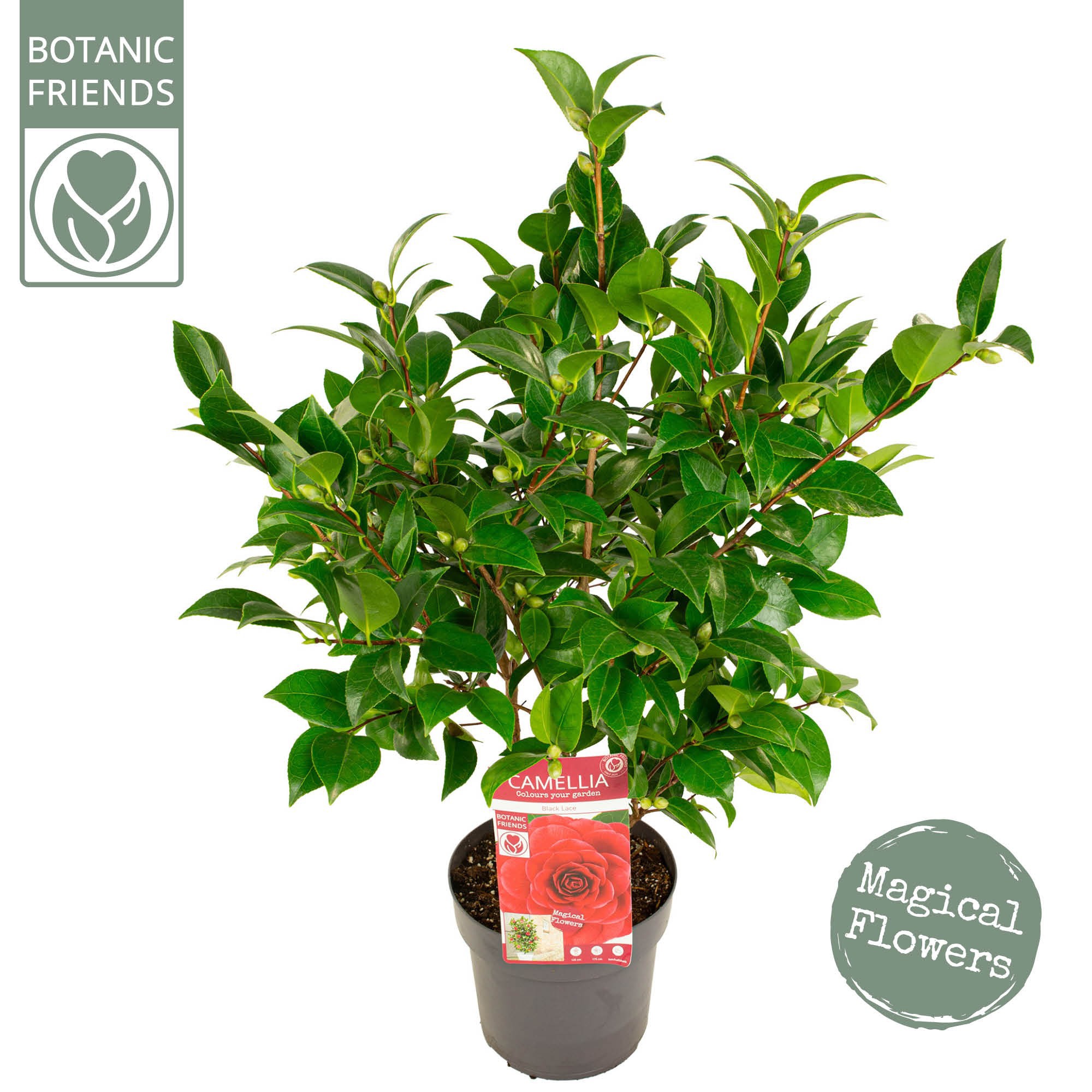 Camellia jap. 'Black Lace' Premium, D 19 cm Camellia jap. 'Black Lace' Premium, D 19 cm