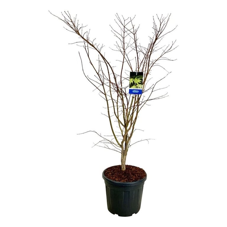 Acer Arctic Jade ®, D 50 cm