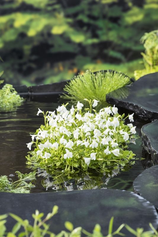 Mazus reptans Wit (18x18), D 18