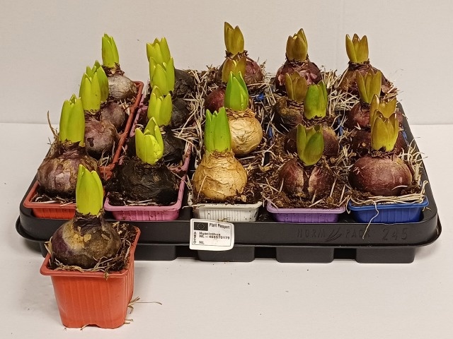 HYACIN GEM 4 KL, D 7