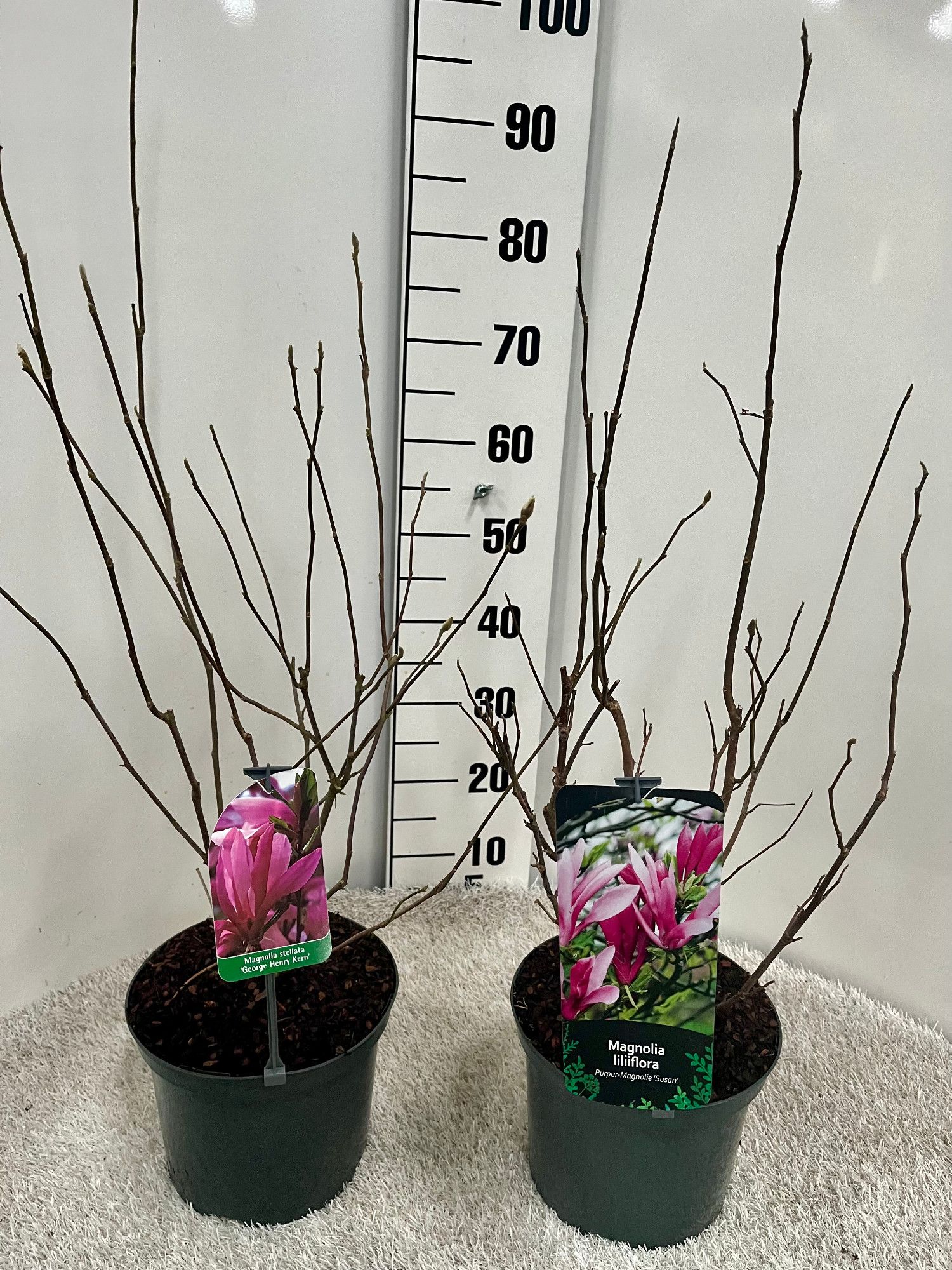 Magnolia in Sorten, D 23