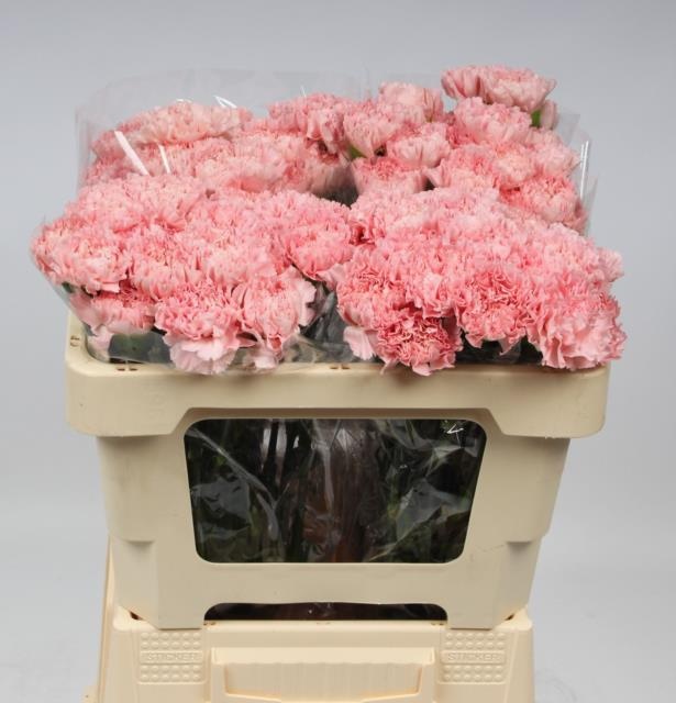 Диантус од. Джоди (роз.), шт.