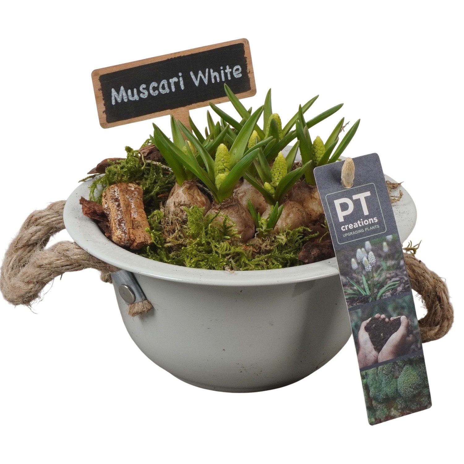 PTWMB8102 Arrangement Muscari White in metalen schaal, D 16