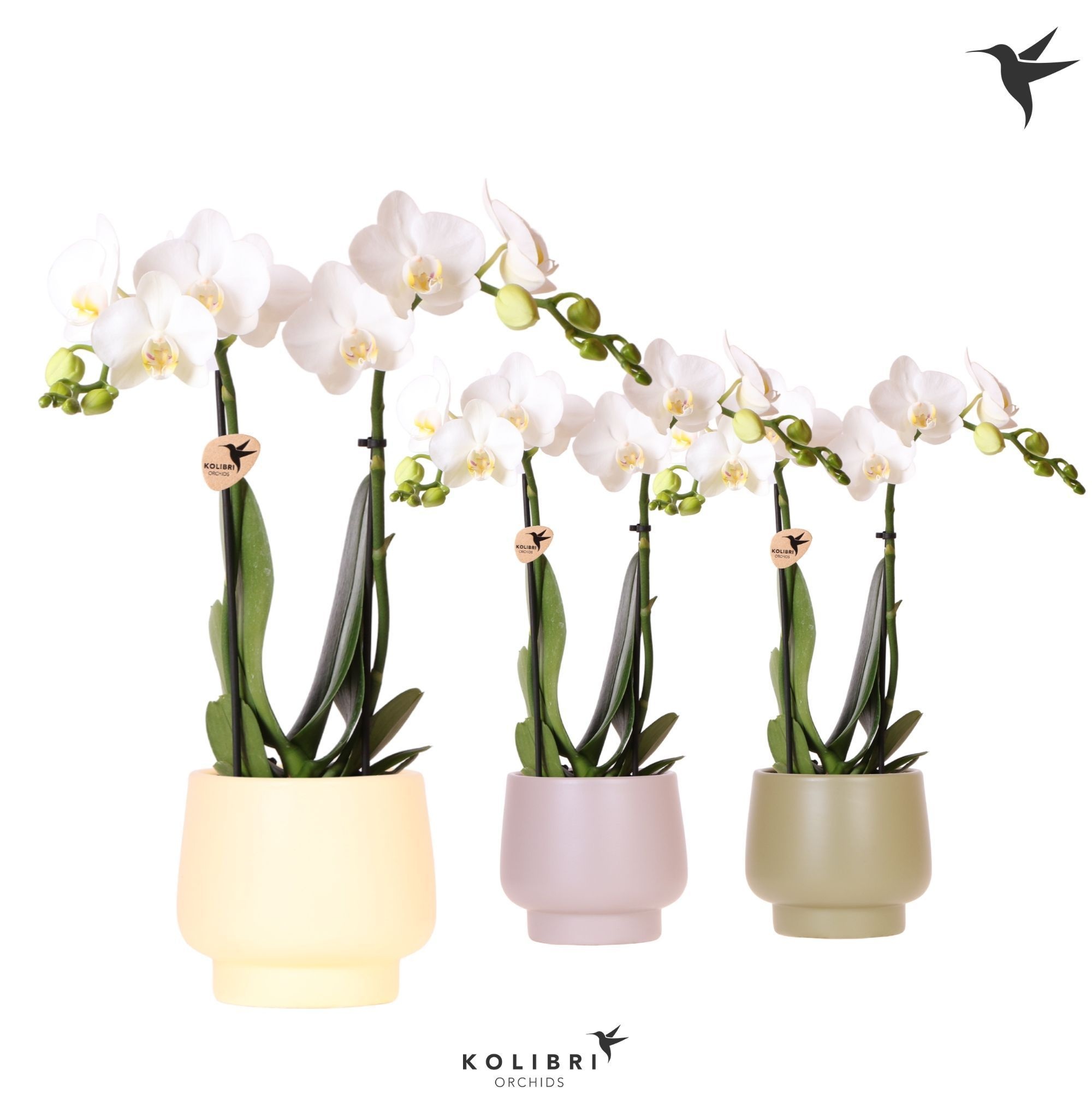 Kolibri Orchids Phalaenopsis white 2 spike in Scandic pot mix, D 9