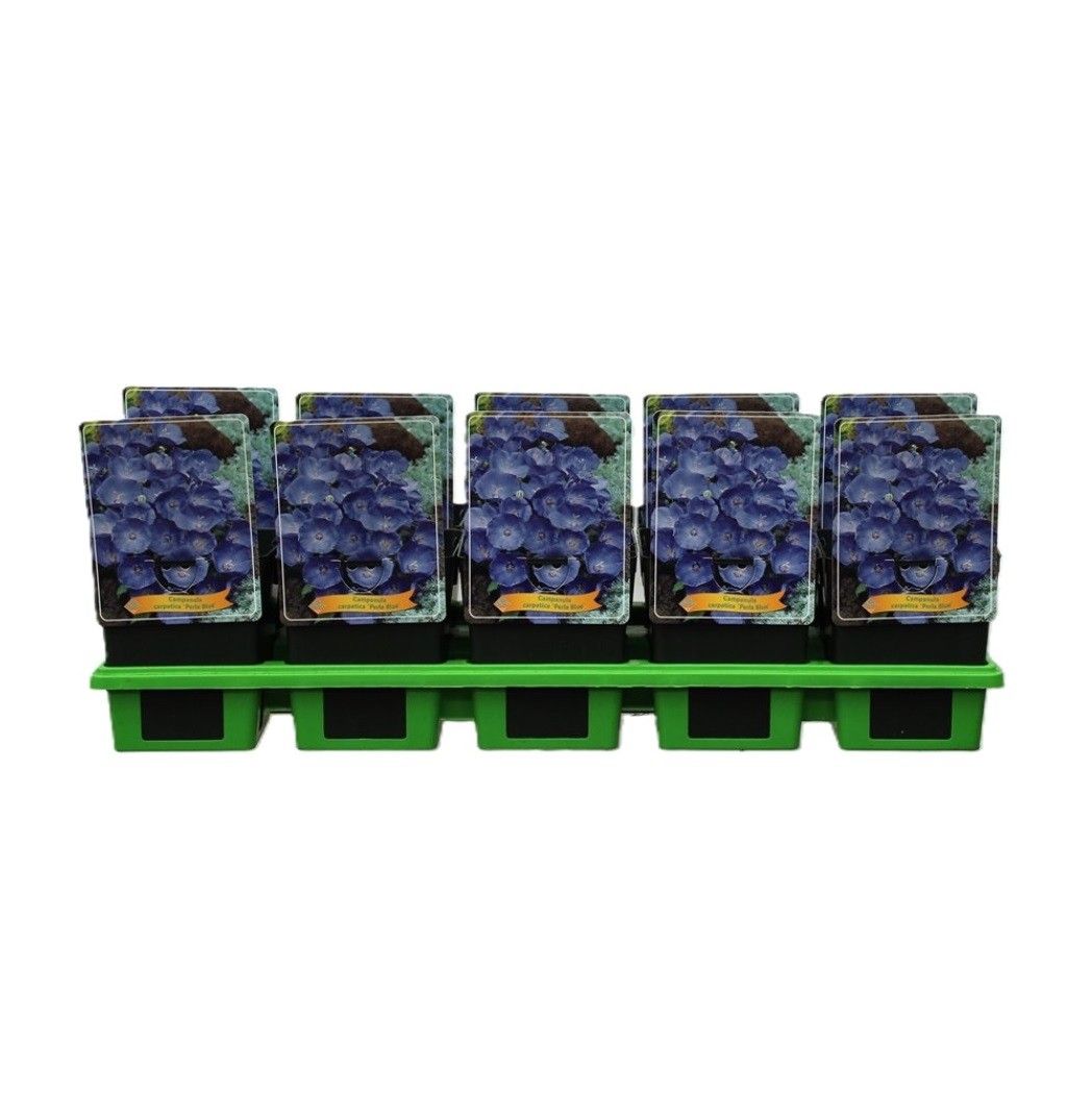 Campanula carpatica 'Perla Blue' P11, D 11