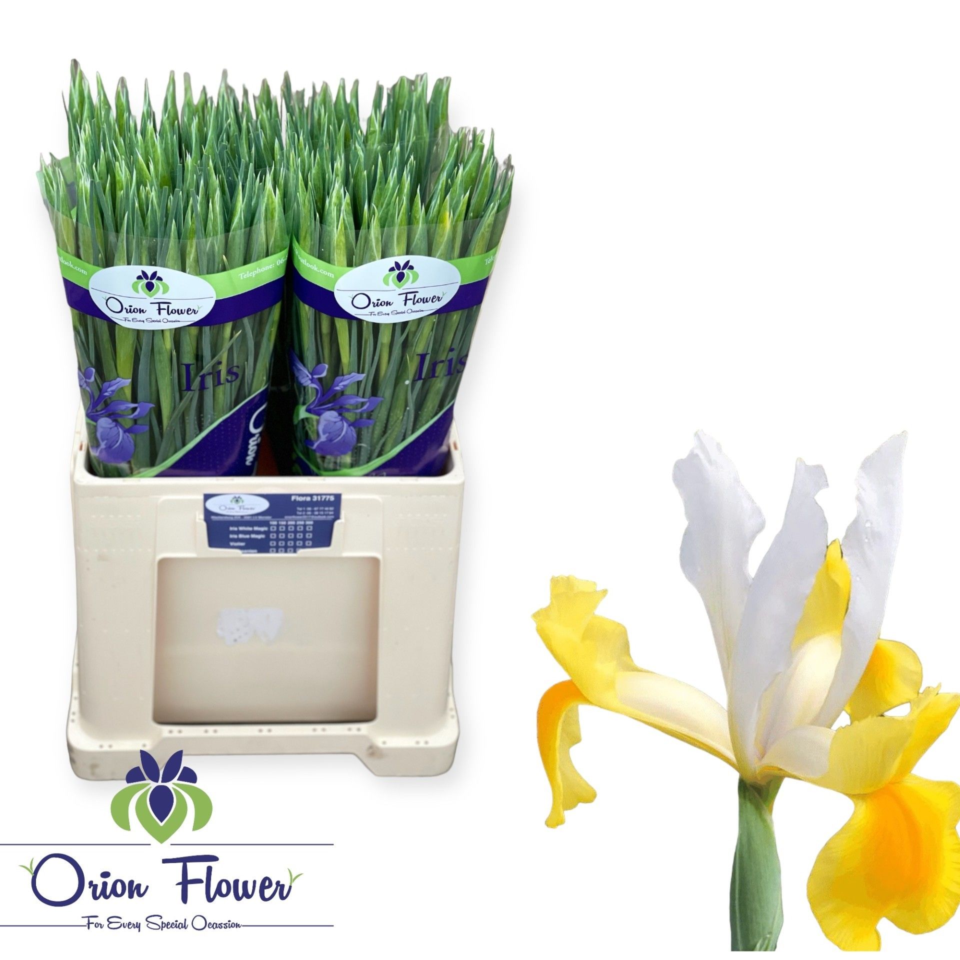 Ирис Аполло, шт.