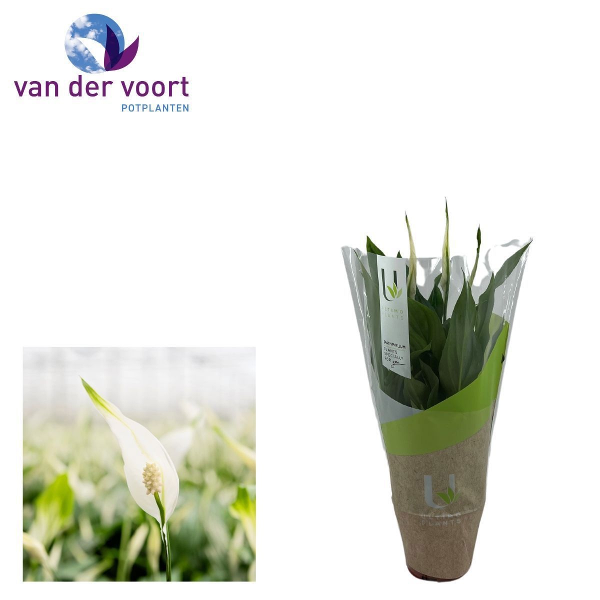 Spathiphyllum 9 cm Chopin Ultimo, D 9 cm