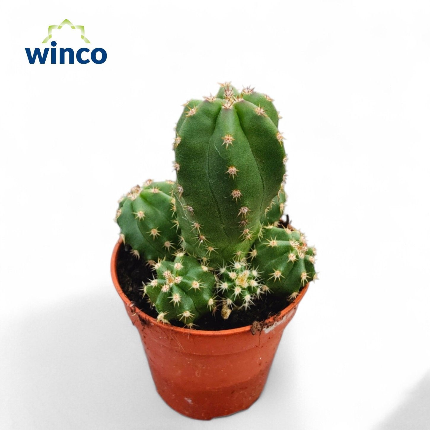 Echinopsis Gentryii, D 5,5 cm