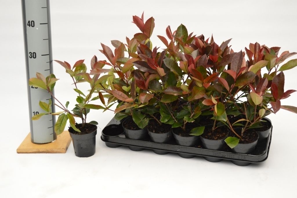 Photinia fras. Red Robin, D 9