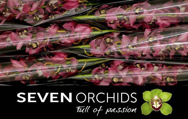 Цимбидиум Кенси x6 80, шт.