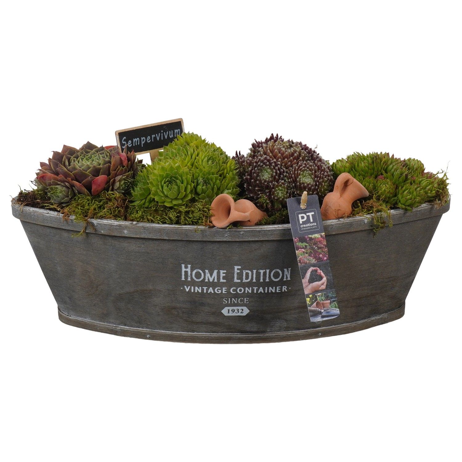 PTS2765 Arrangement Sempervivum in houten bak bootvorm, D 42 cm PTS2765 Arrangement Sempervivum in houten bak bootvorm, D 42 cm
