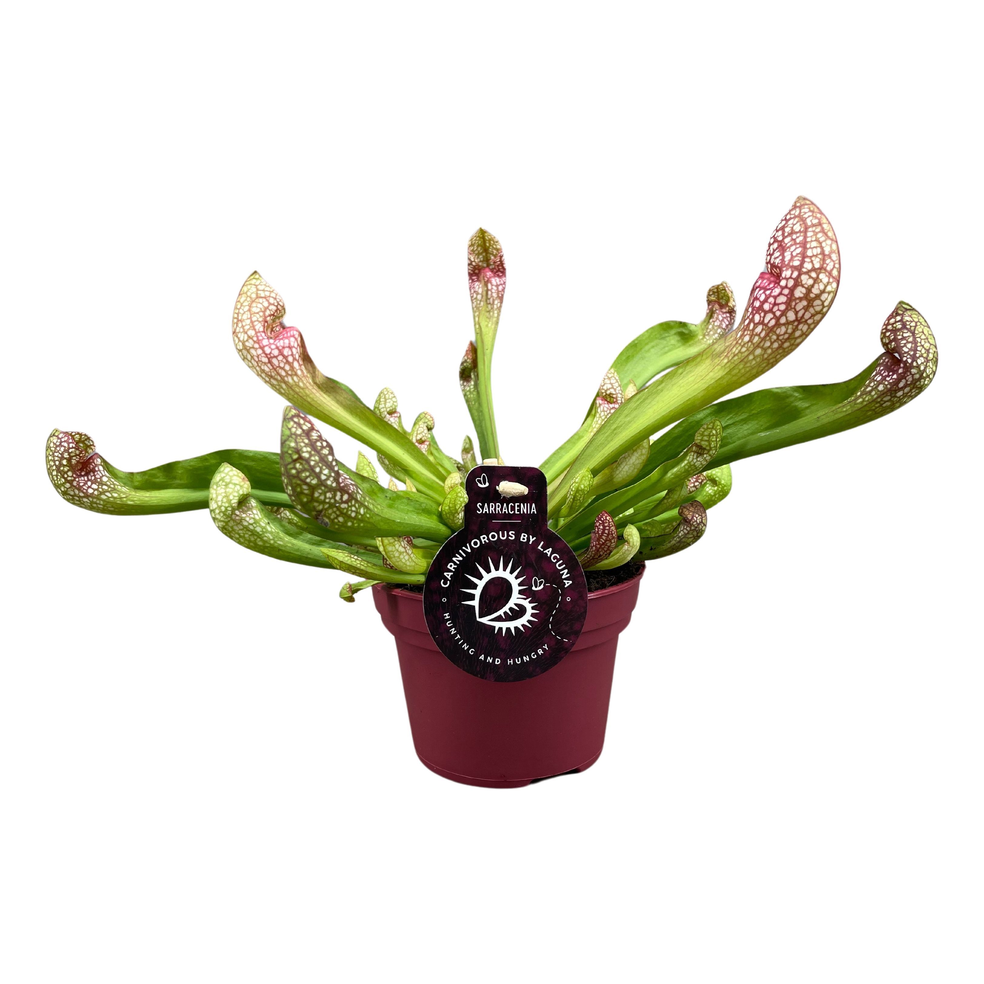 Sarracenia Scarlet Belle 12 cm, D 12
