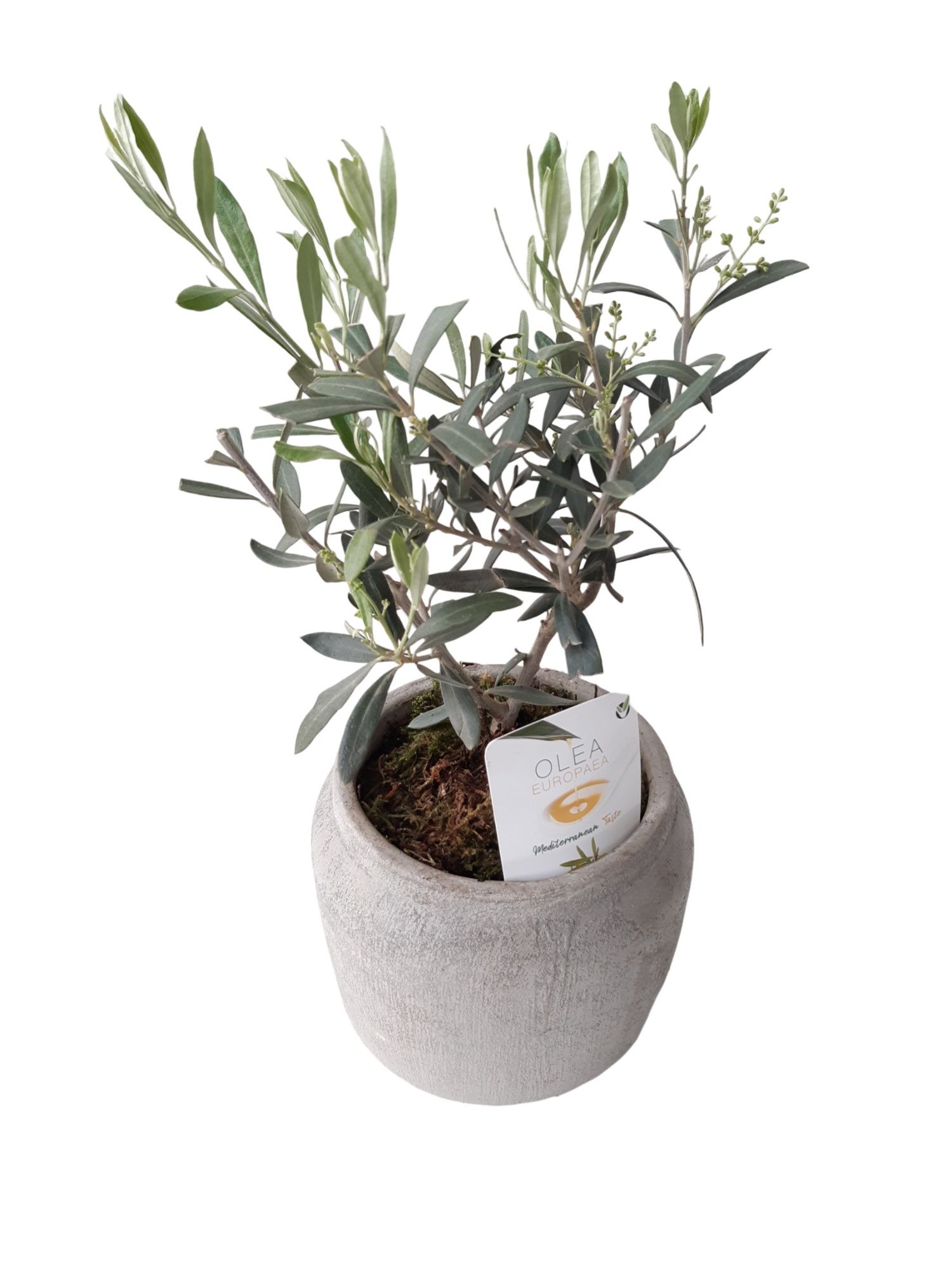 RGP16OMS Rude grey pot Olea Europaea Bush + Mos, D 16