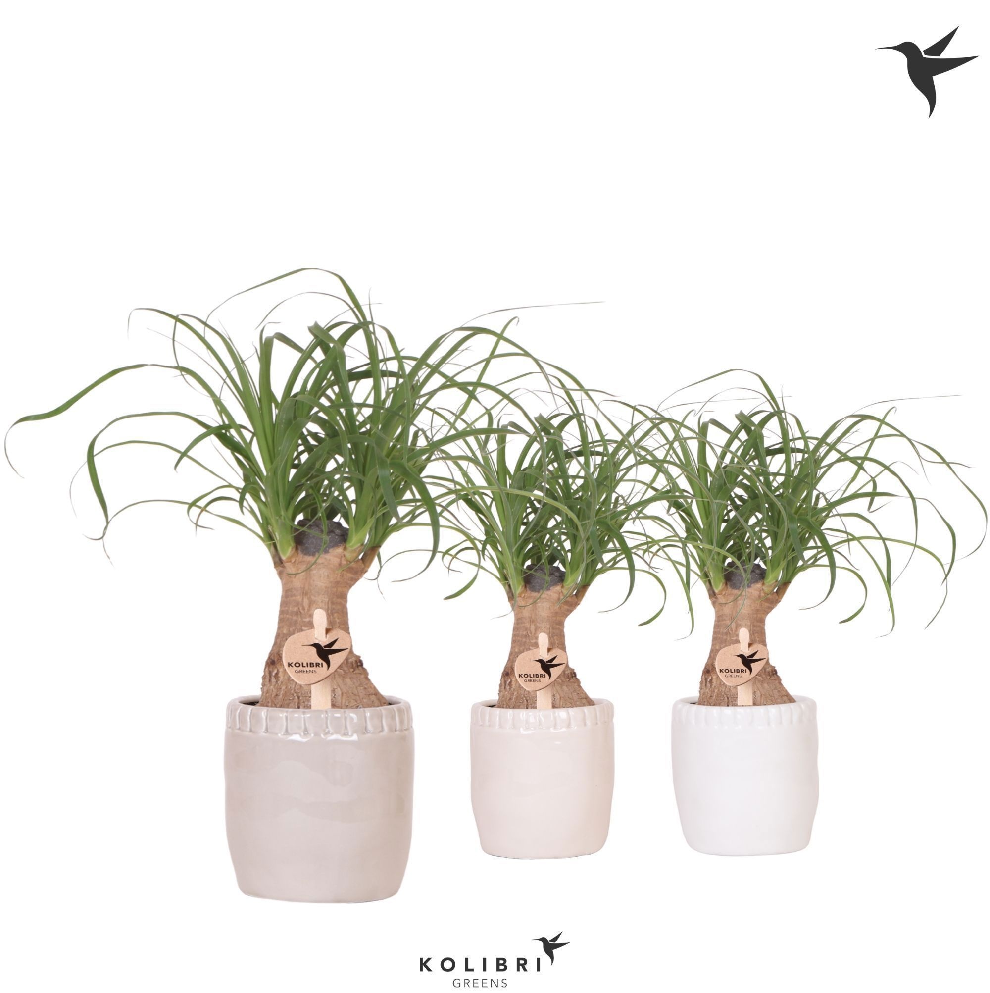 Kolibri Greens Beaucarnea in Stones pot mix, D 9