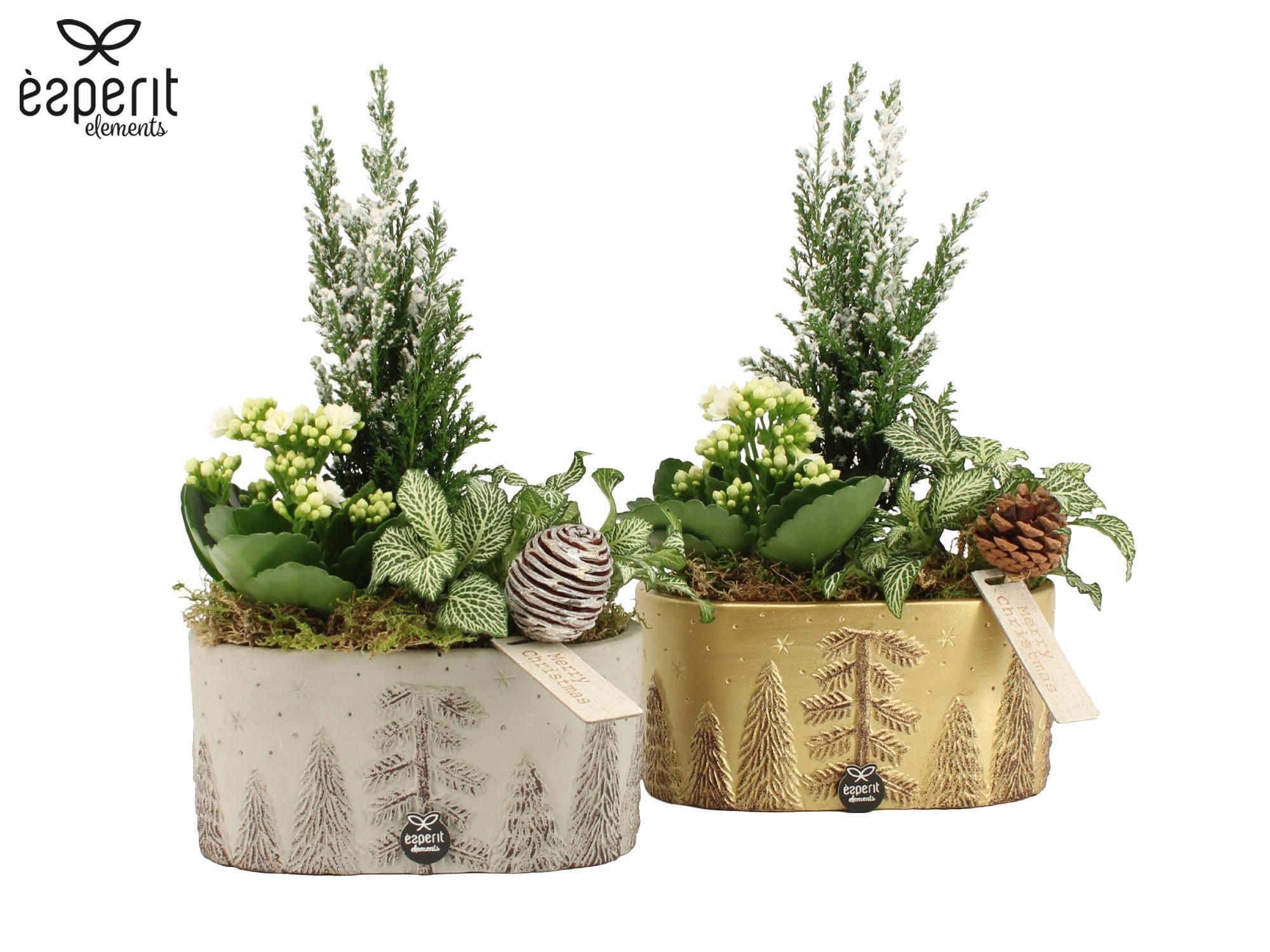 62117: X-mas arrangement, D 19