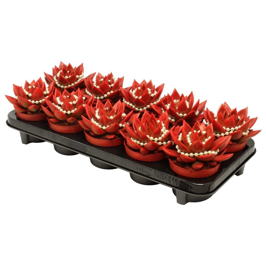 Miranda coloured tomato red + chain, D 10,5