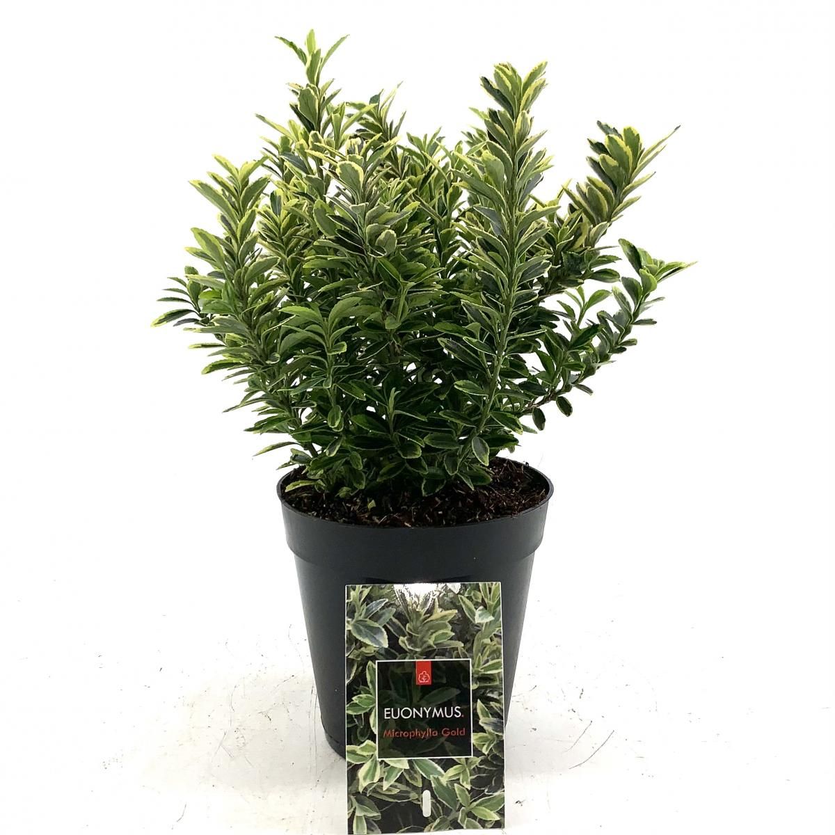 Euonymus jap. 'Microphyl. Aureovar', D 15