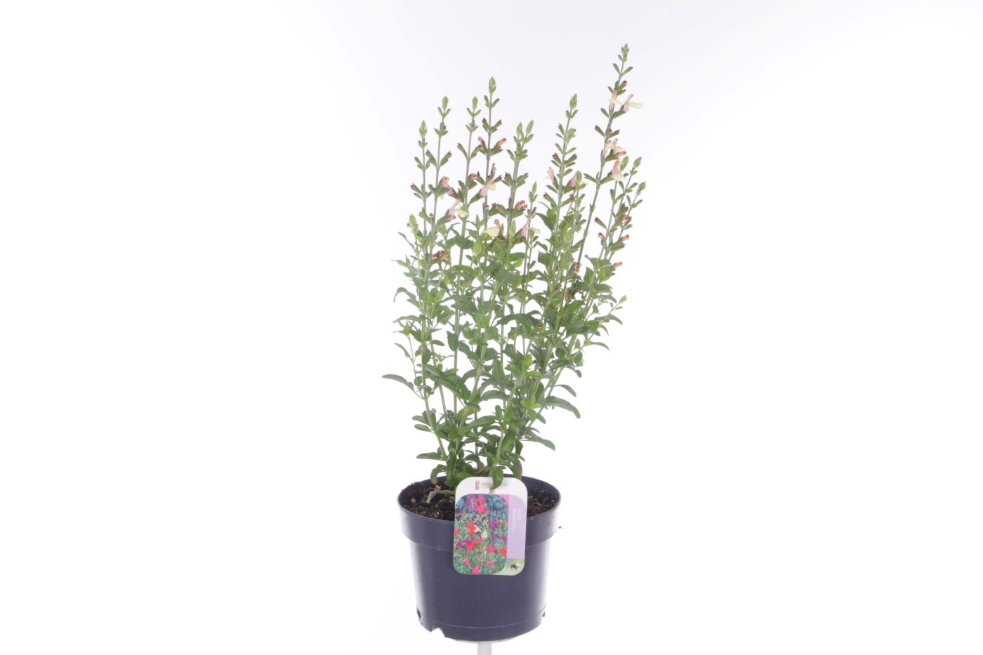 Salvia microphylla Salvinio Lemon, D 17