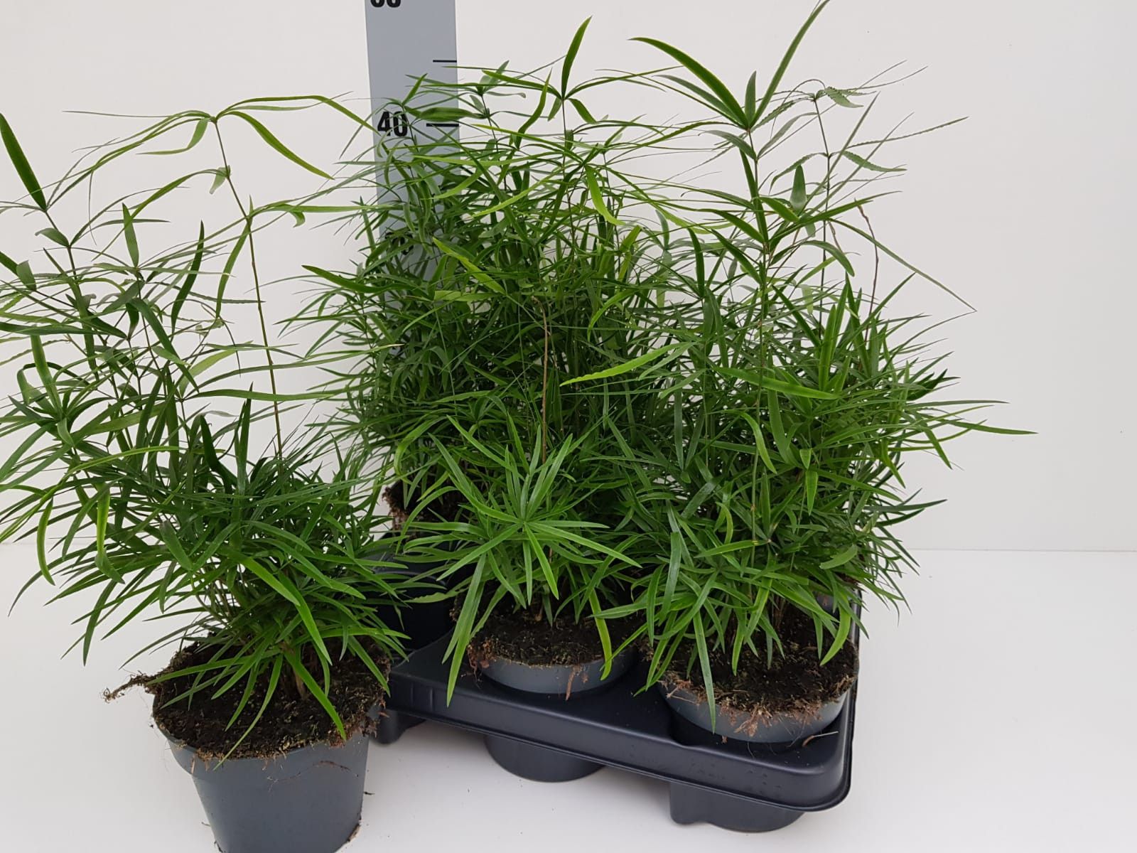 Aspargus falcatus, D 13