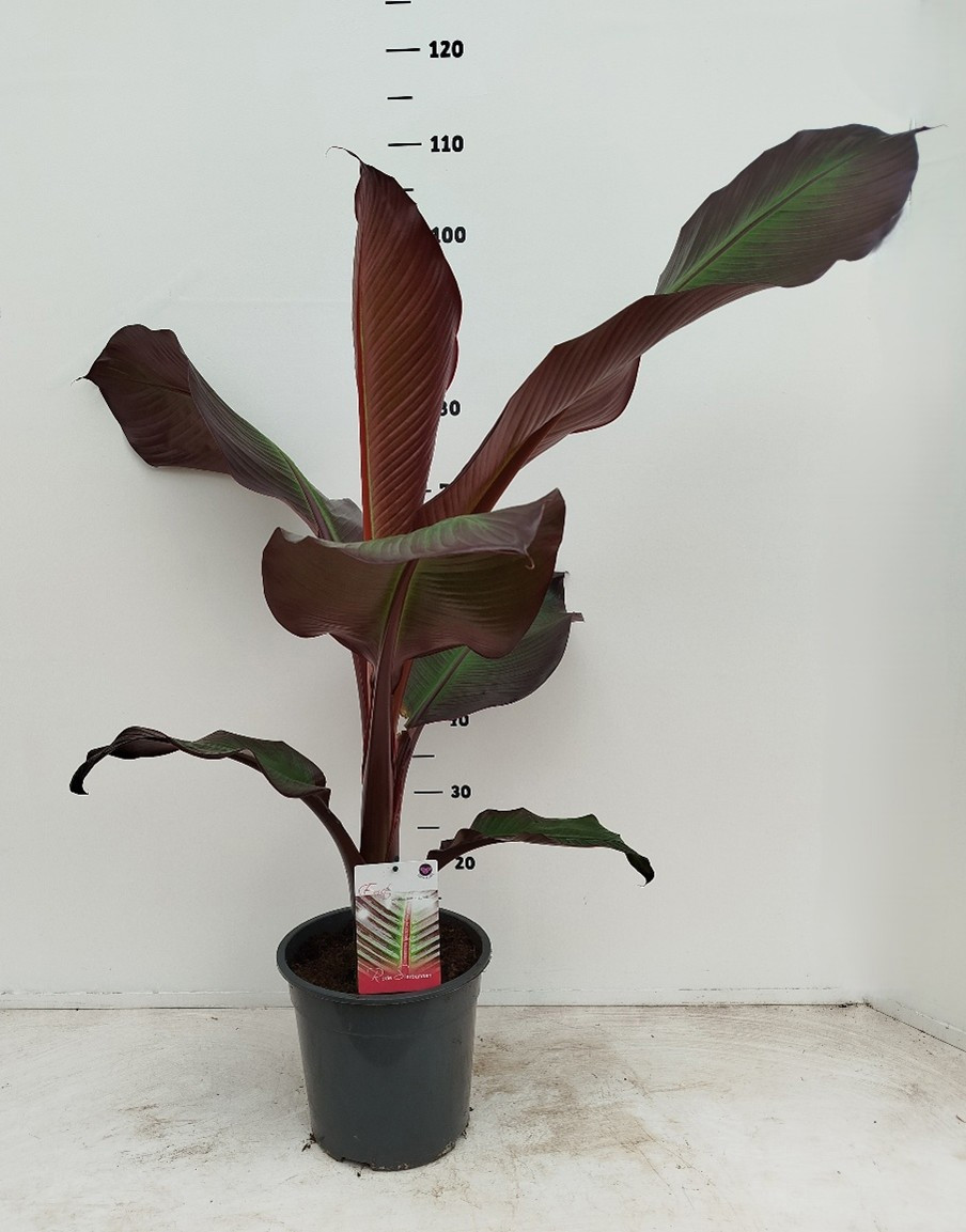 Ensete ventricosum Maurellii, D 24