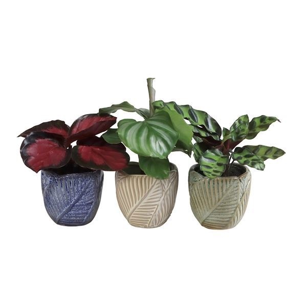 L 65946 with Calathea Mix 6 cm, D 6 cm L 65946 with Calathea Mix 6 cm, D 6 cm