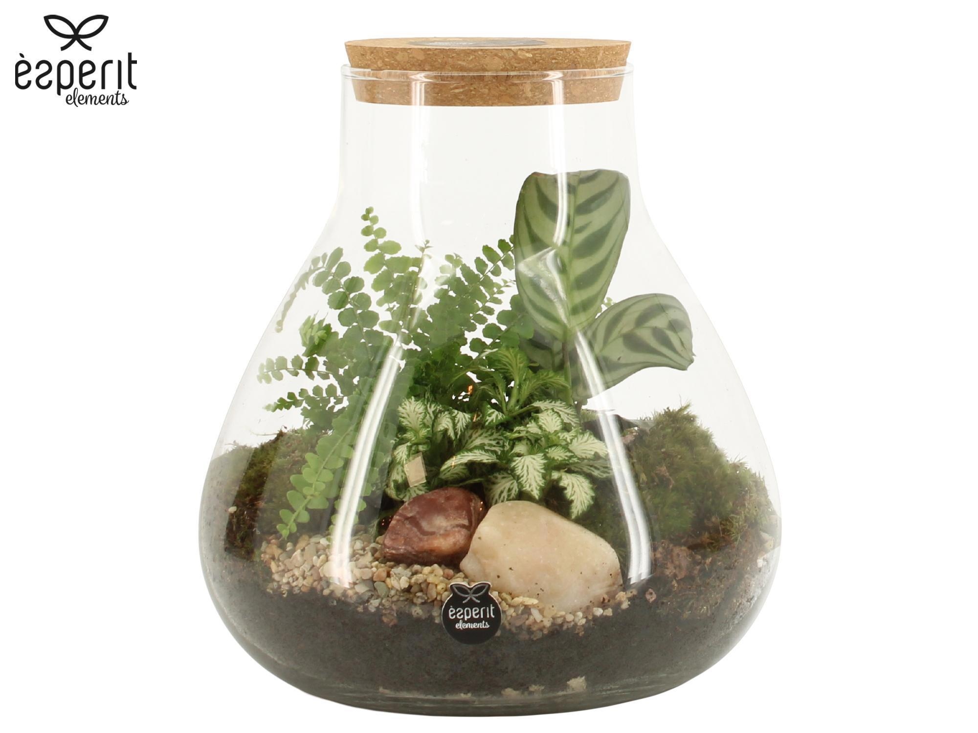 90078: Terrarium arrangement, D 22