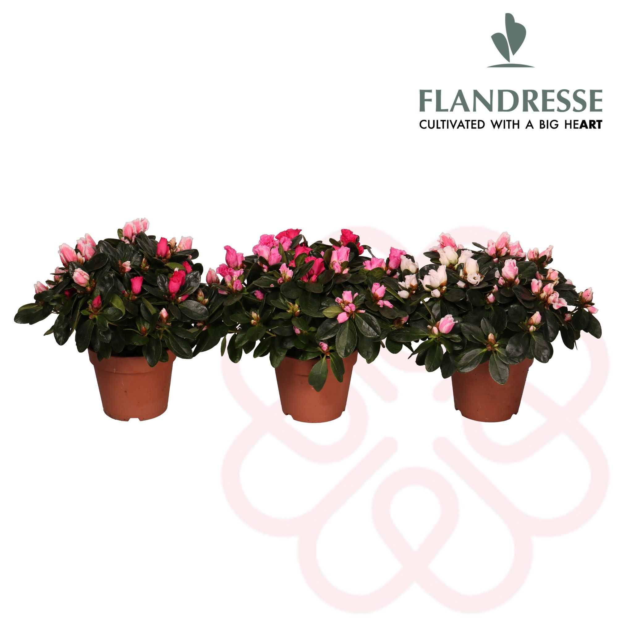 Azalea Flandresse® 'carnaval' 30 - 32 cm, D 14