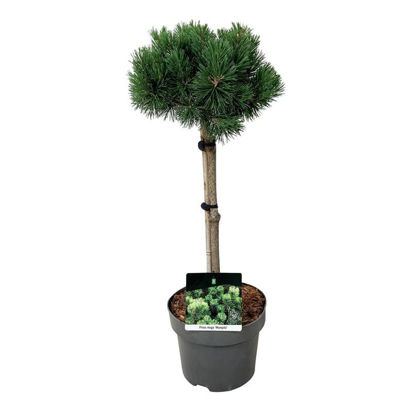 Pinus mugo 'Mumpitz', D 23