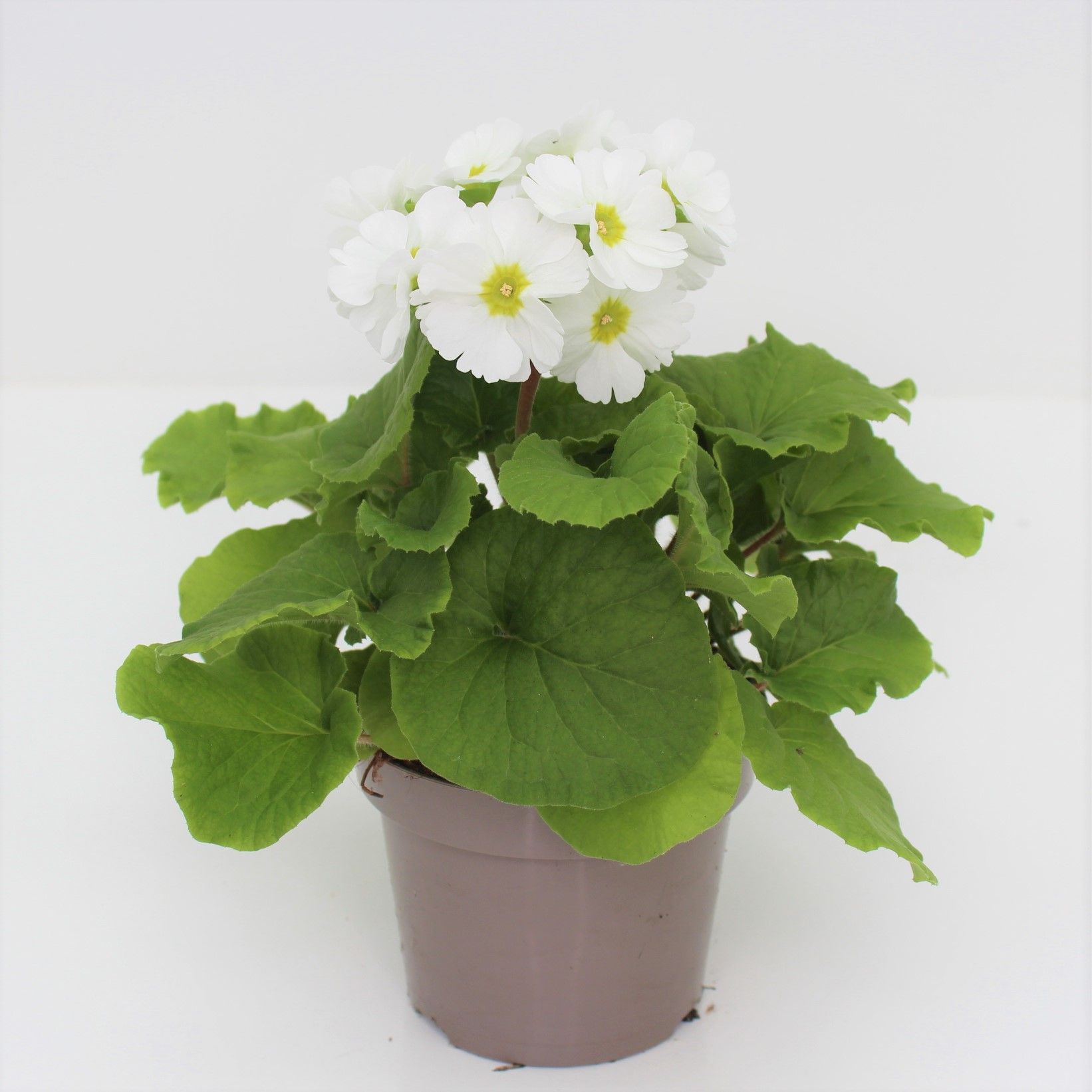 Primula Obconica White Sweet Kisses, D 12 cm