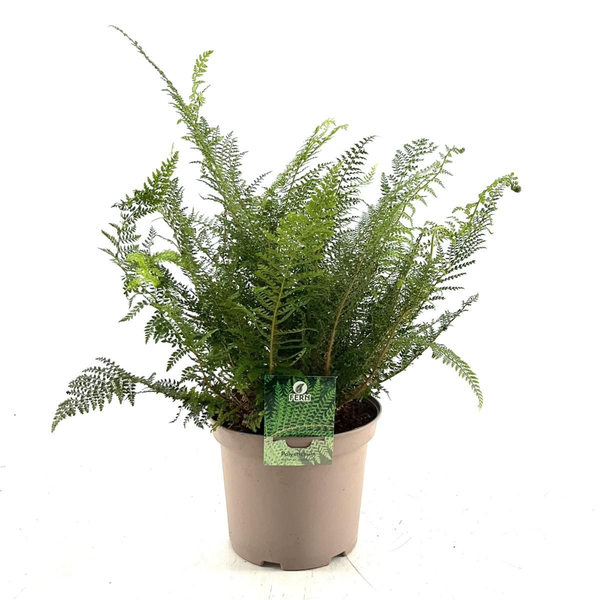 Polystichum set. 'Proliferum', D 22