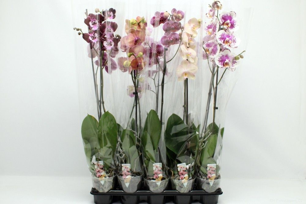 Gemengd A2 1tak 80cm, D 12 cm