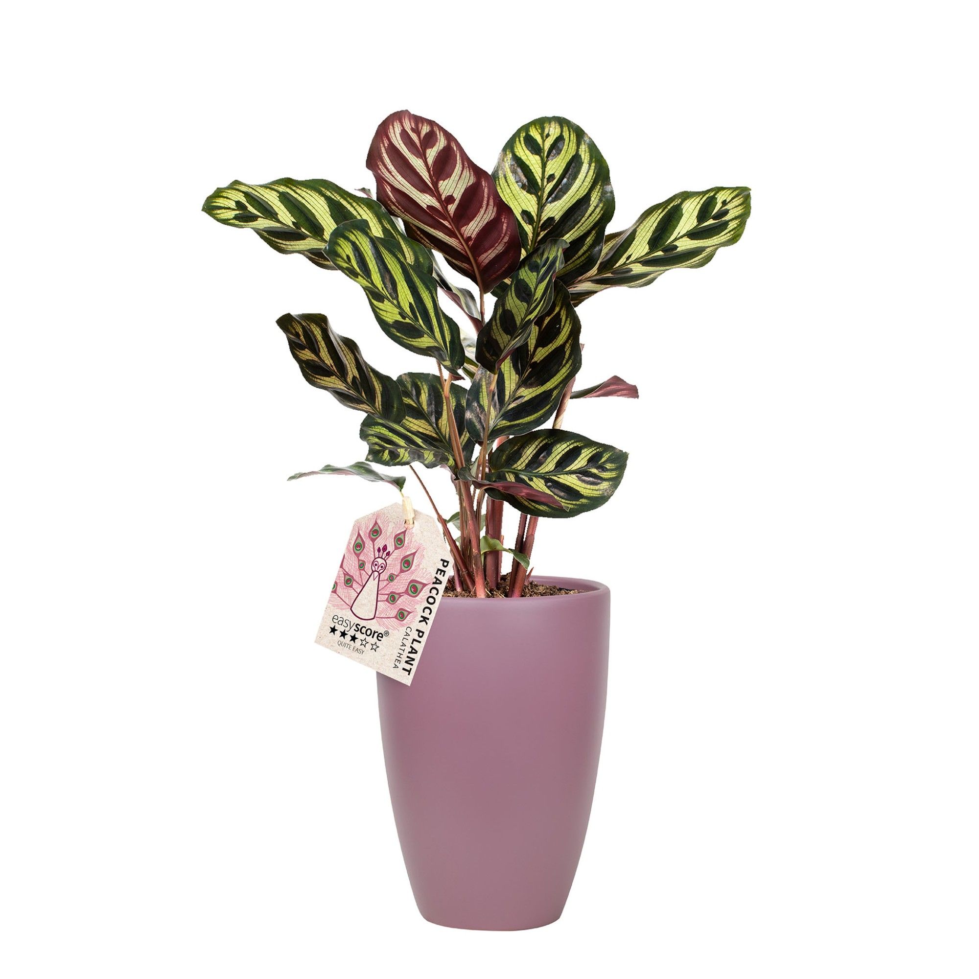 Classic Aubergine, Calathea makoyana, D 12