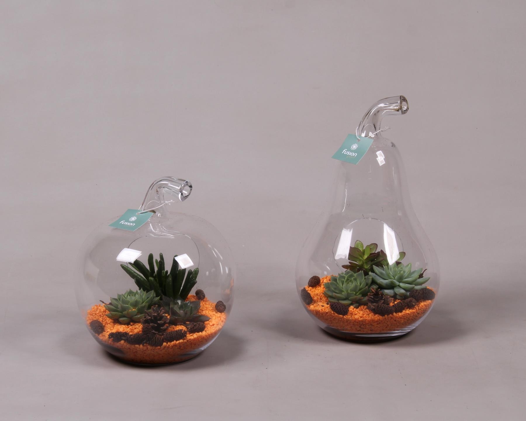 Glazen Peer en Appel met Succulenten, D 18