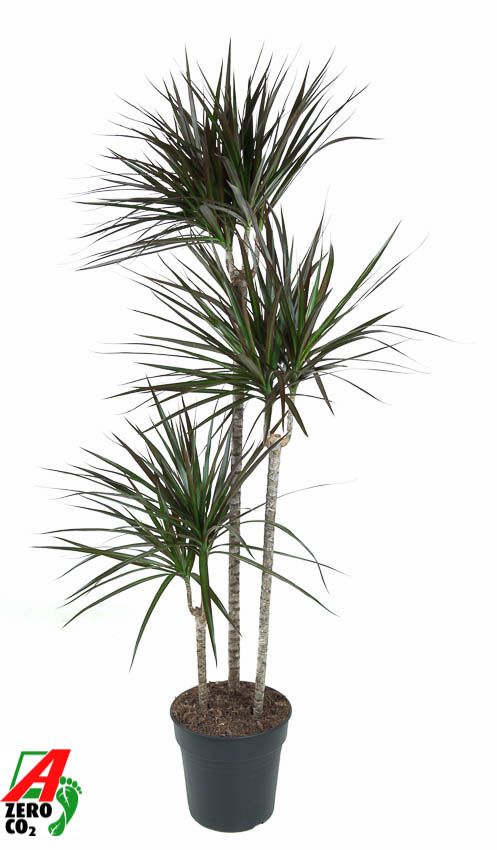 Dracaena Magenta 90-60-30, D 24