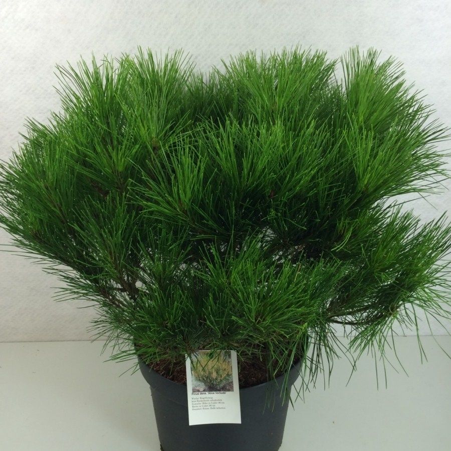Pinus densiflora 'Alice Verkade', D 29