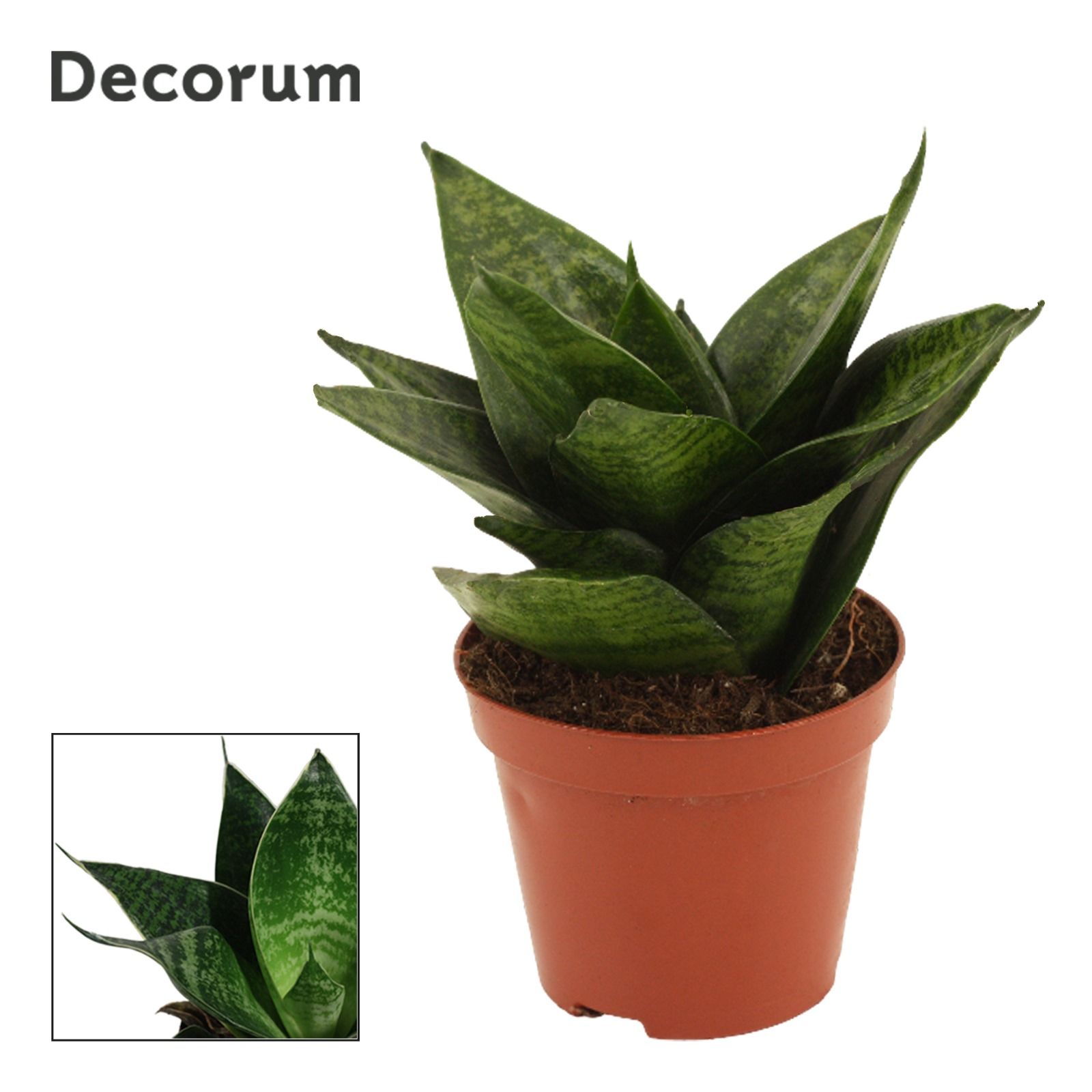 Sansevieria Hahnii 9 cm Green Hahnii (Decorum), D 9