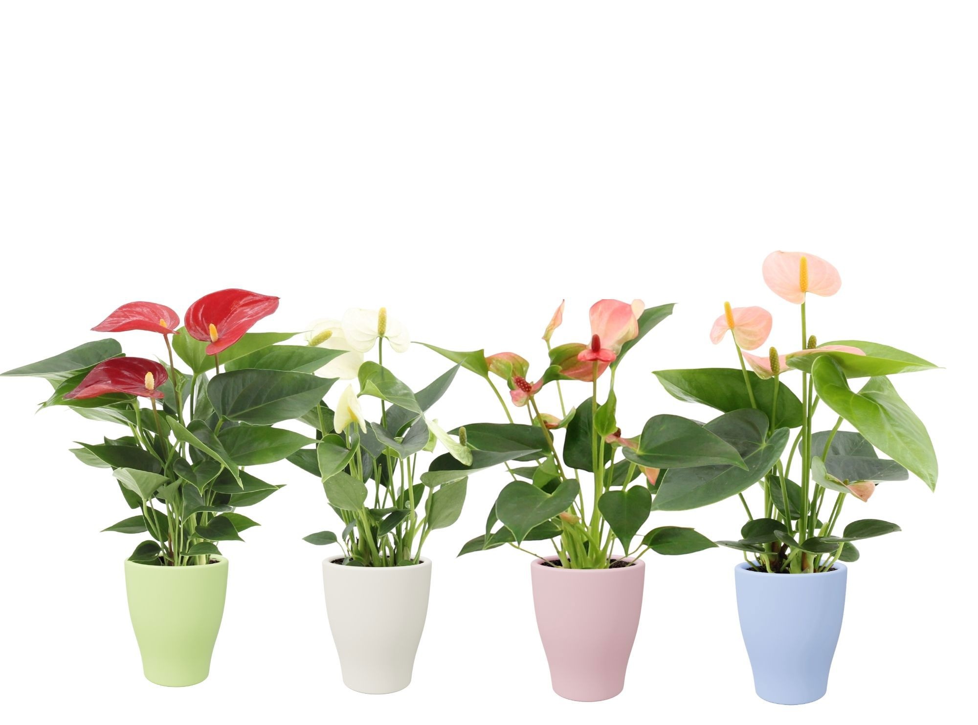 Anthurium 7 cm 4 color mix in Carly summer ceramics, D 7 cm Anthurium 7 cm 4 color mix in Carly summer ceramics, D 7 cm