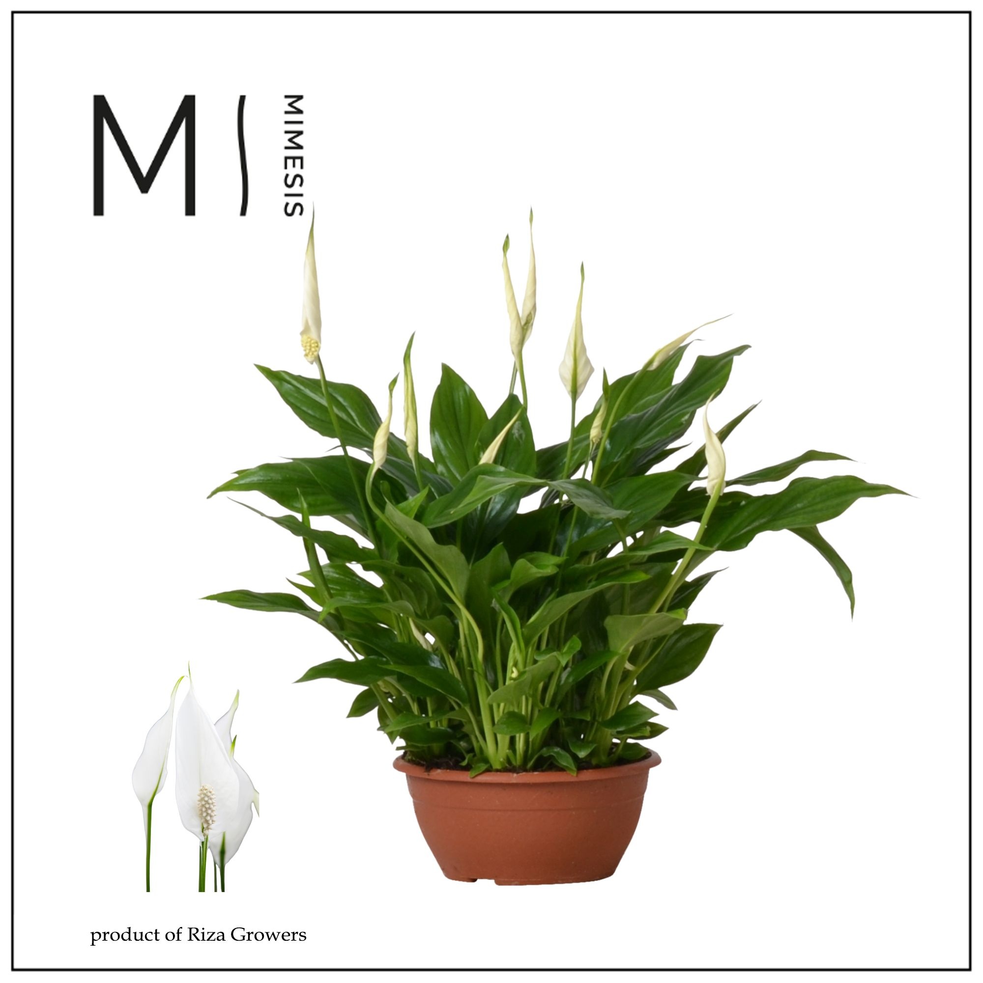 Spathiphyllum Chopin - 17cm schaal | Mimesis, D 17