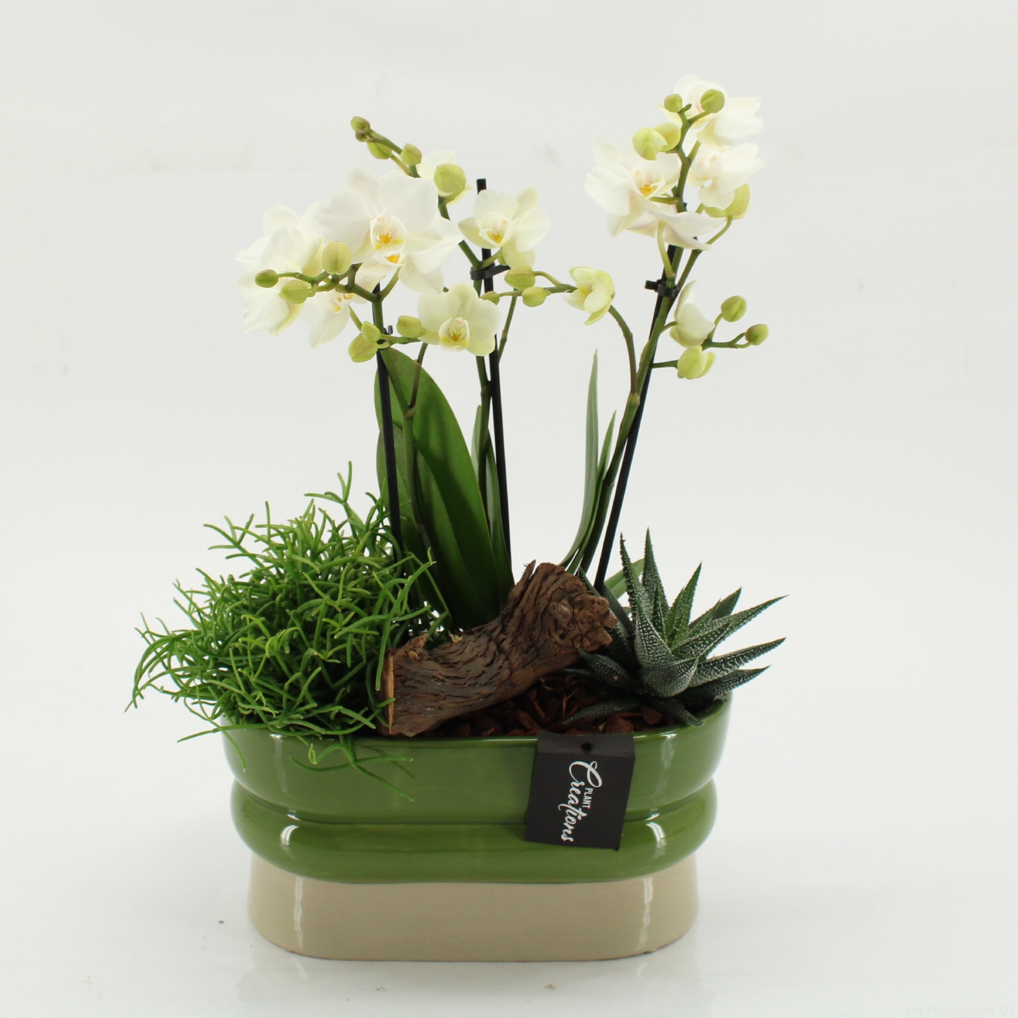 PHAL-2620W Phalaenopsis creatie, D 23