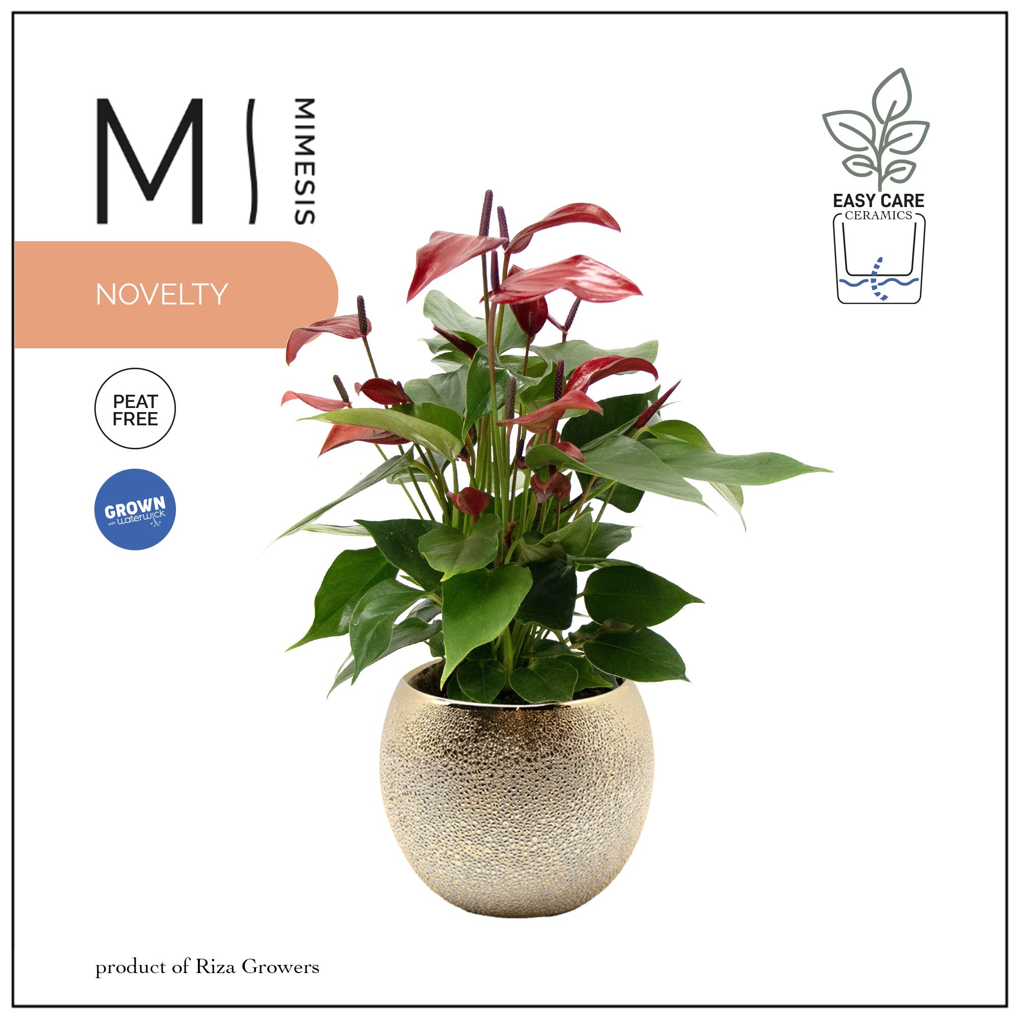 Mimesis Anthurium KARMA Lava - 12cm Bubbly Gold, D 12